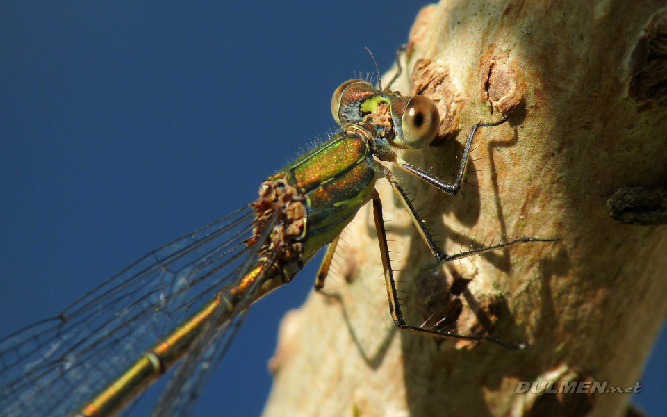 Western Willow Spreadwing (Female, Lestes viridis)